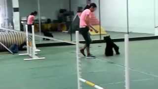 Junior agility training beginner 05/31/2015 at Paws in motion