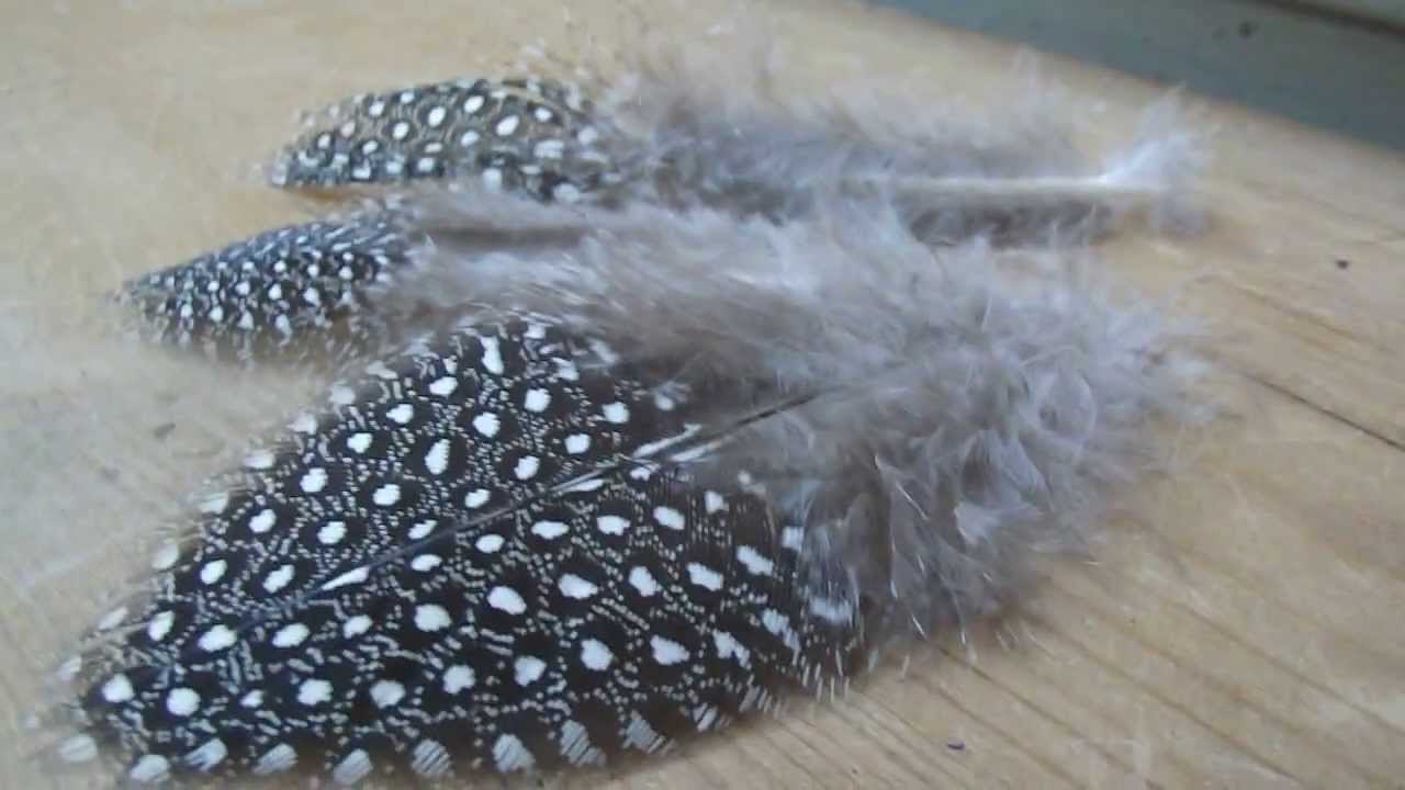 Cruelty-free Guinea feathers - Resemble Raptor feathers 3 feathers