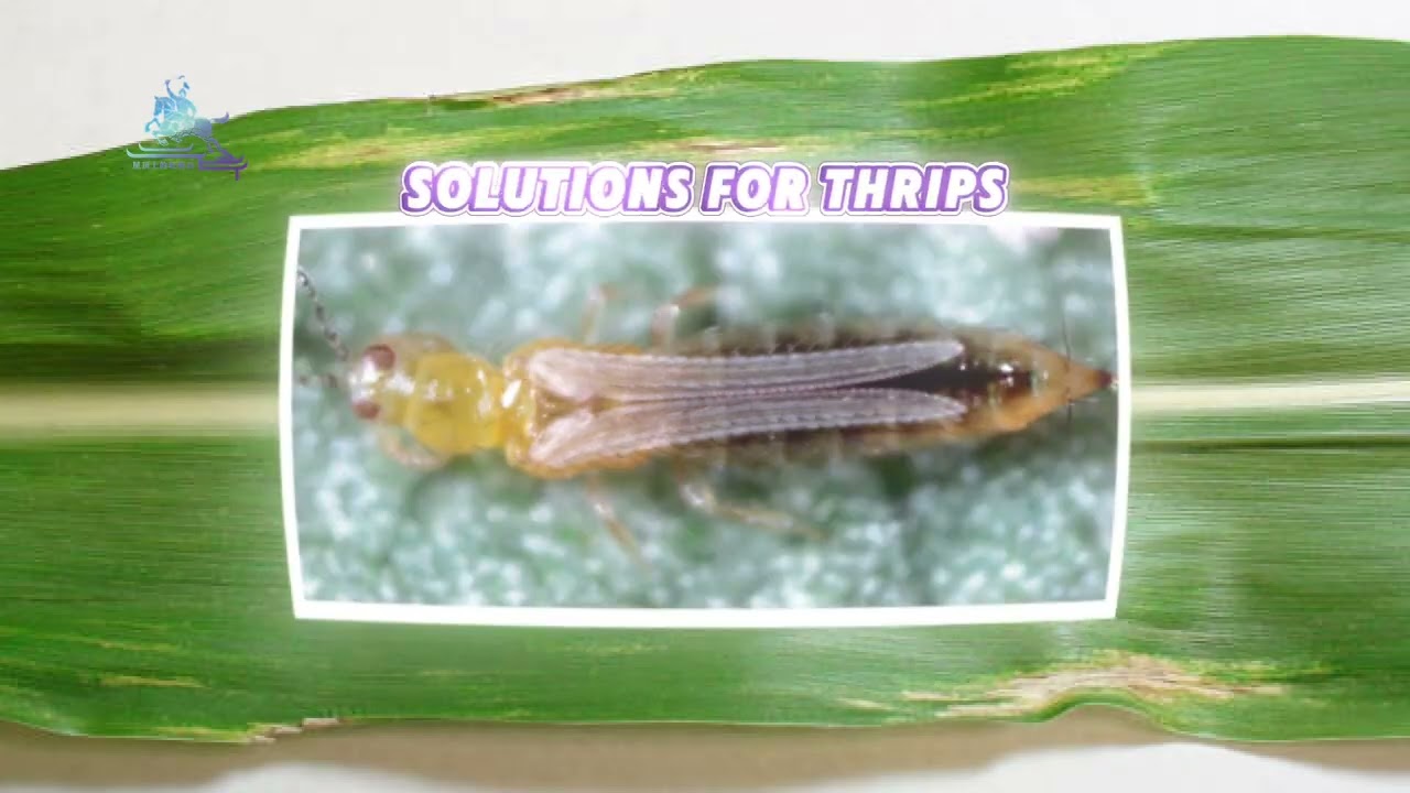 King's Solutions: Defeat Corn Pests for a Healthy Crop