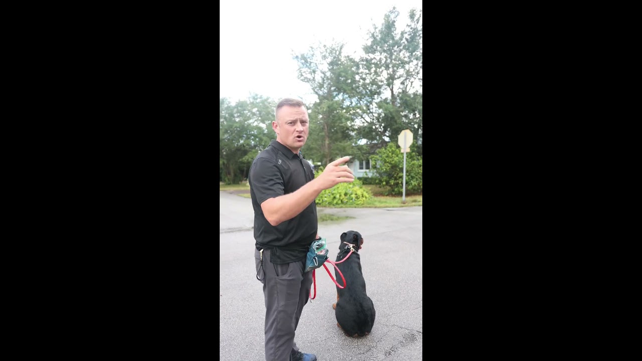 Fixing A Dogs Bad Behavior Part 1