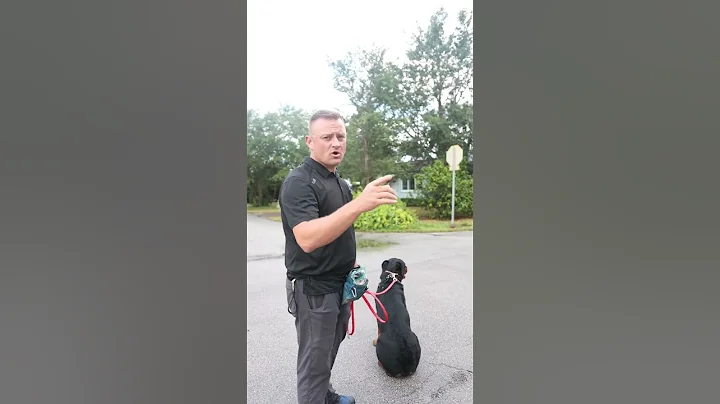 Fixing a dogs bad behavior Part 1 - DayDayNews
