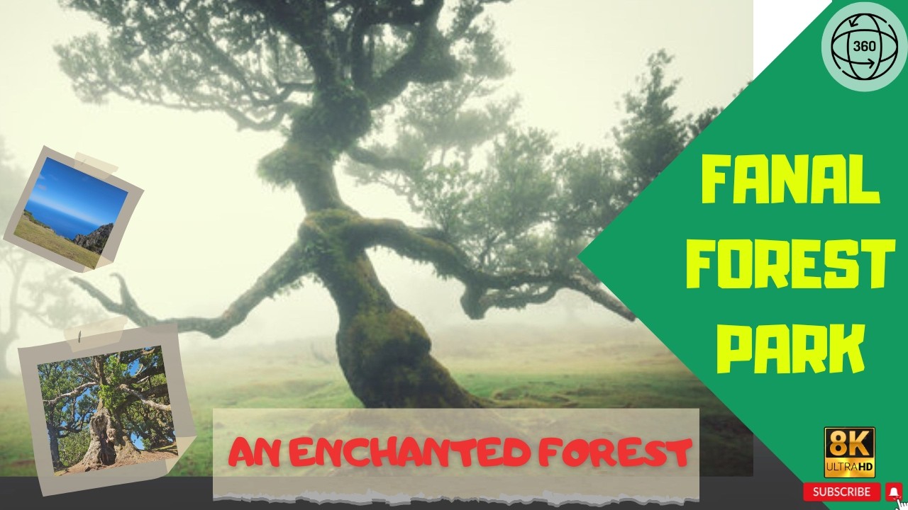 Exploring the Enchanted Forest of Madeira