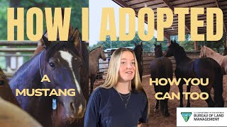 HOW I ADOPTED A MUSTANG! MY EXPERIENCE, REQUIREMENTS, APPLICATION, AND MORE!
