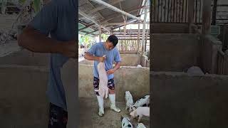 inject deworming under the skin #pigcare #vaccine #deworm #hogger #pigindustry #pigfarming