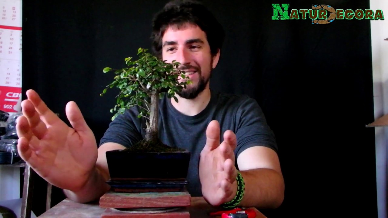 ASI DEBES HACER Poda y trasplante de un bonsai olmo chino comercial
