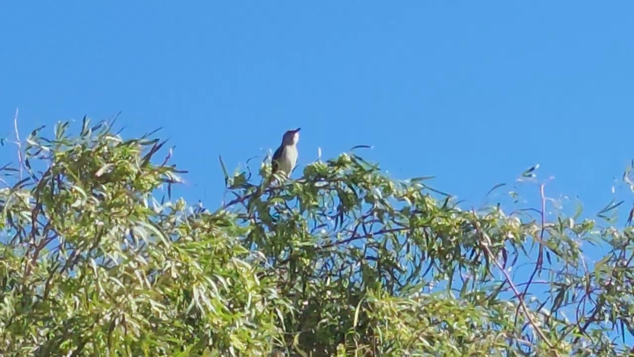Esta música sí me fascian.