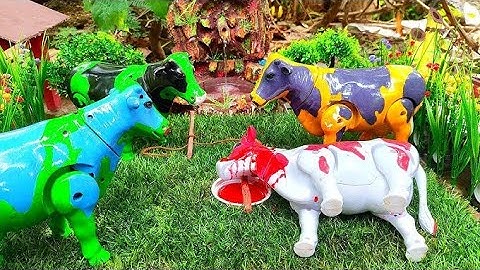 Wadidau Proses Potong Sapi Kurban, Simulasi Sapi Melahirkan, Sapi moo, Cow Videos
