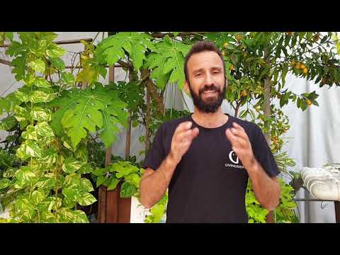 ההבדל בין דשן מינרלי לדשן אורגני - LivinGreen Hydroponics