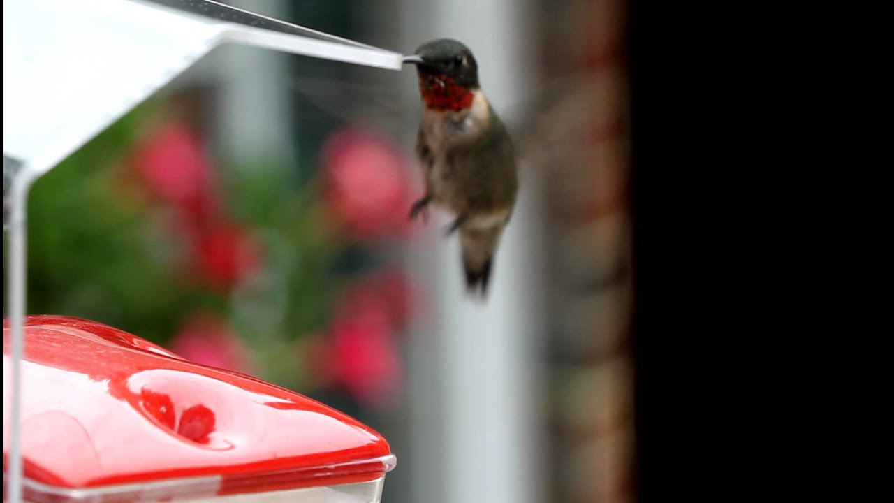 Hummingbird feeding at Window