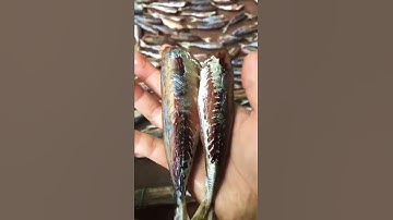 Cá nục 1 nắng nhà e tự làm ạ