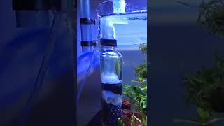 DIY Aquarium Filter made of plastic bottle #shortvideo #aquarium #videoshorts #diy #lifehacks