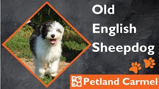 Tail Wagging Wonders: Old English Sheepdog Breed