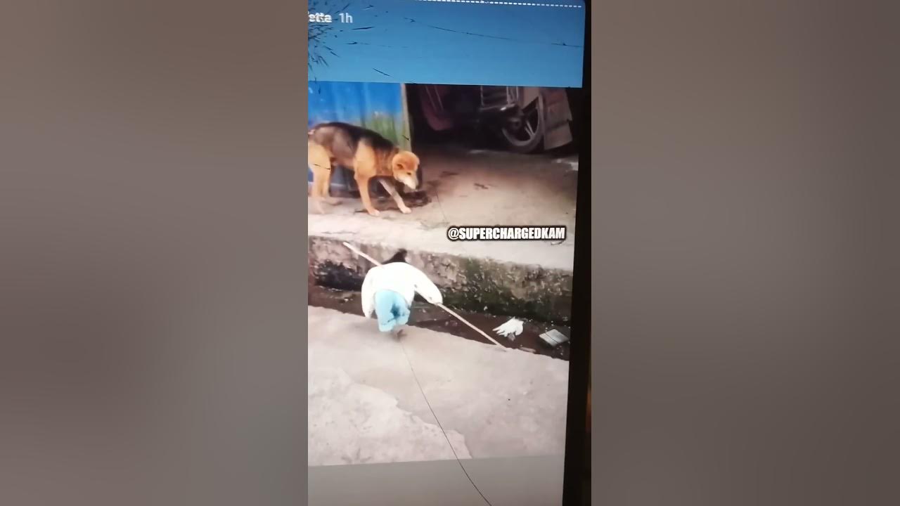 kangaroo put dog In a headlock??? YouTube