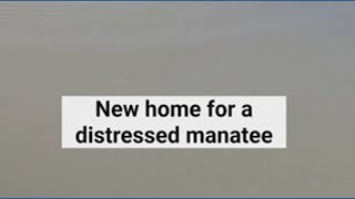 Distressed manatee rescued in Venice