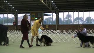 FLCV Inaugural Finnish Lapphund Champ Show - Open Bitch and Veteran Bitch by Team Pawformance 124 views 11 years ago 13 minutes, 42 seconds