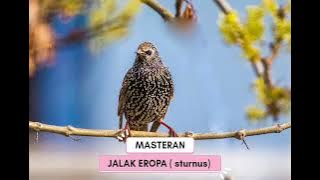 Masteran jalak eropa, suara tembakan unik, cocok buat burung lomba