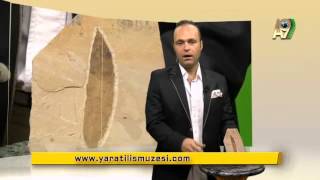 Fosiller Evrim Teorisini Paramparça Ediyor 15 Meşe Yaprağı Fosili