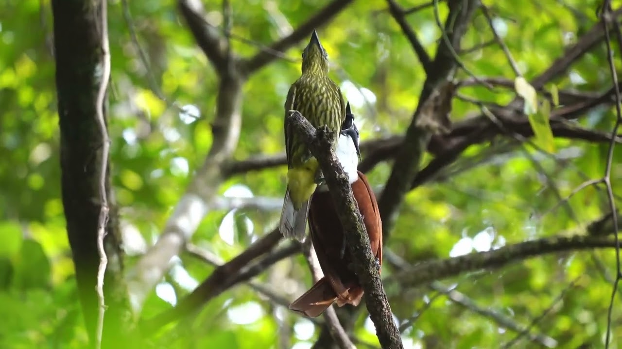 Three-wattled Bellbird male and female, male call