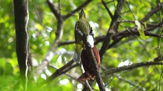 Three-wattled Bellbird male and female, male call