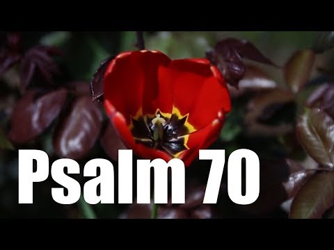 Psalm 70 - Bitte um Gottes Hilfe