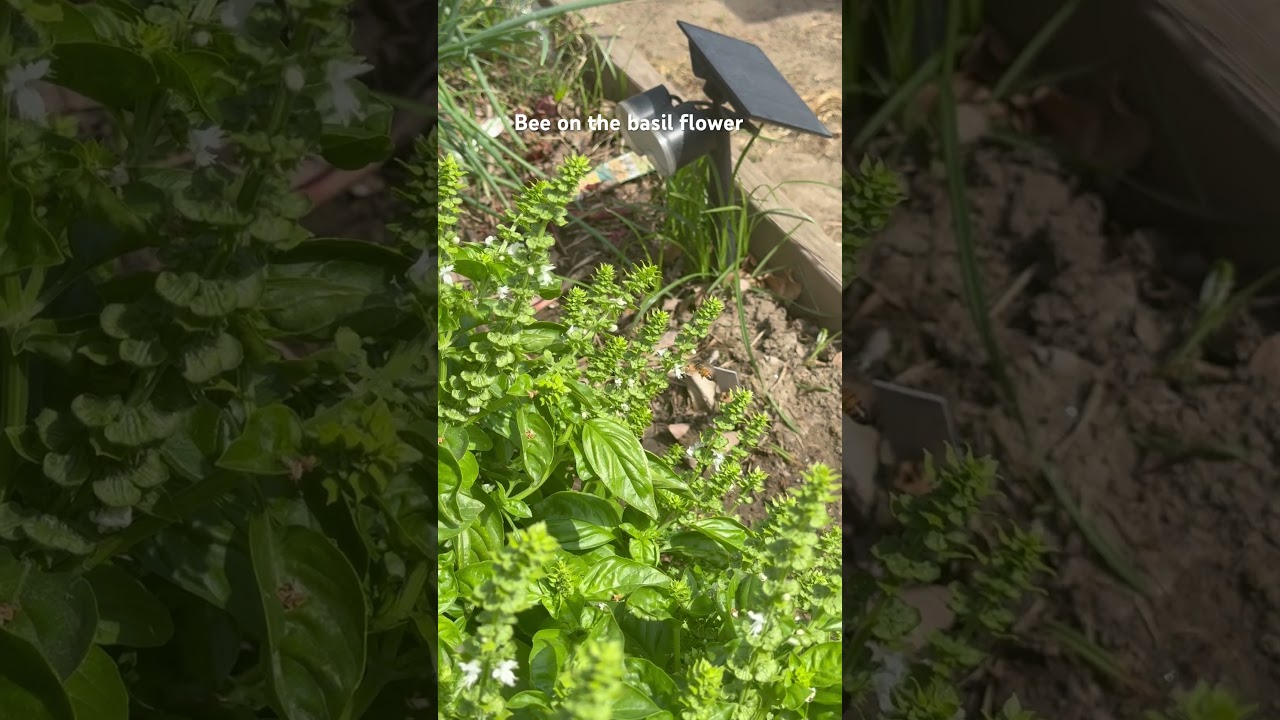This bee is working this basil flower. Good job bee! 