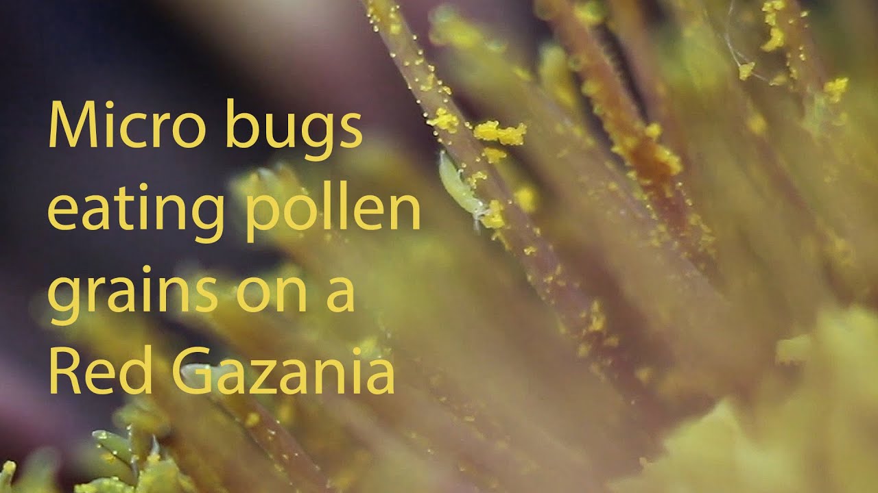 Micro Bugs Eating Pollen Grains in Macro video