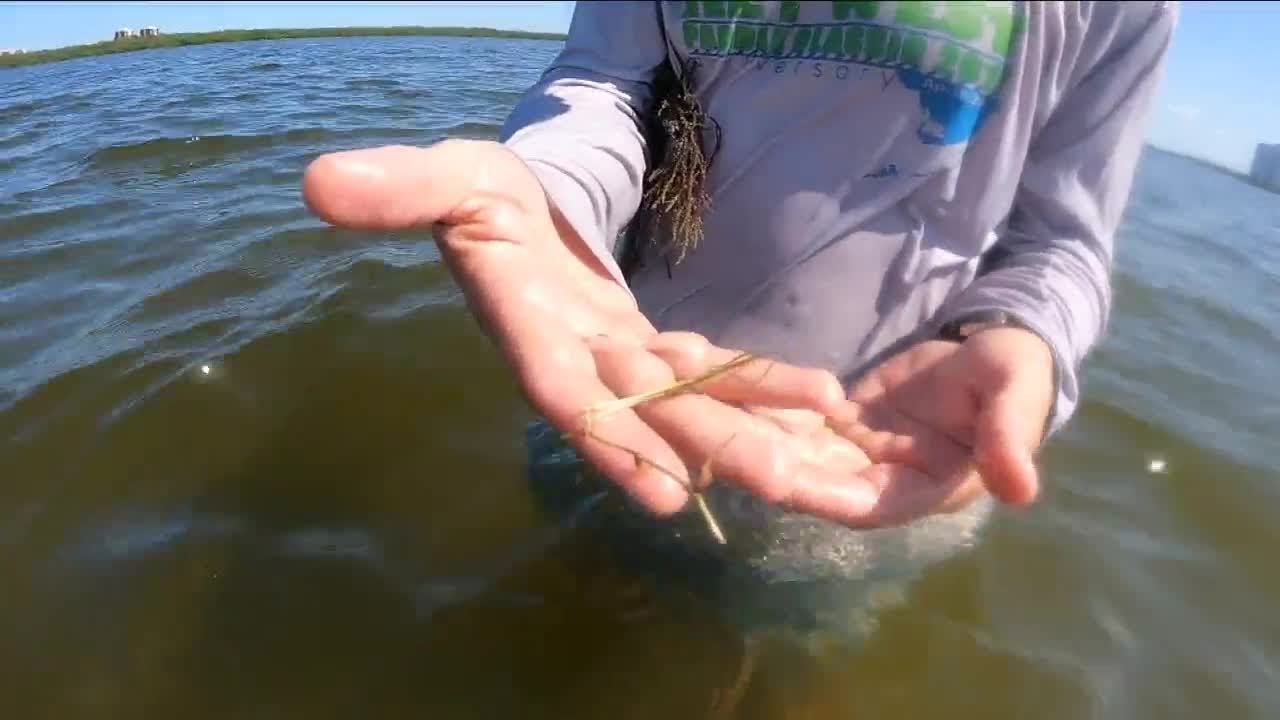 The importance of seagrass beds in SWFL YouTube