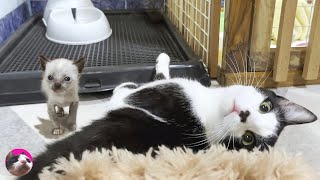 Mu, an older cat, decides to hug a rescued kitten who is just learning to walk, despite his fear