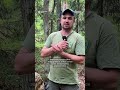 Науковець розповів про унікальність чорного лелеки та особливості дослідження птаха на Рівненщині