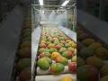 Supplying fresh mango to the factory 🥭🚛#food #mango#cargo #supplier #