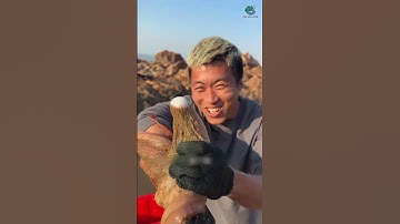 Con cá đuối này hơn 2 chục kí | Review bắt hải sản #shorts #sanbathaisan