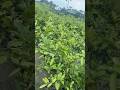 Pakistani pati lemon 🍋 exotic lemon variety . Mature plants available  #fruit#nursery #lime #plants