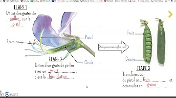 Comment se fait la formation de la graine ?