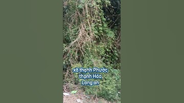 Bán đất lúa giá rẻ, lô góc 2 mặt tiền siêu đẹp...Nhà đất Tân Mùi/ sđt 0987573397