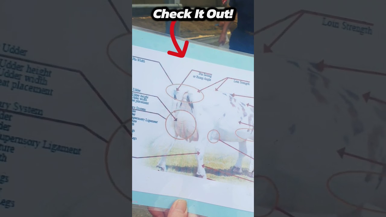 Discover the magic of farming at Lacey's Family Farm! 