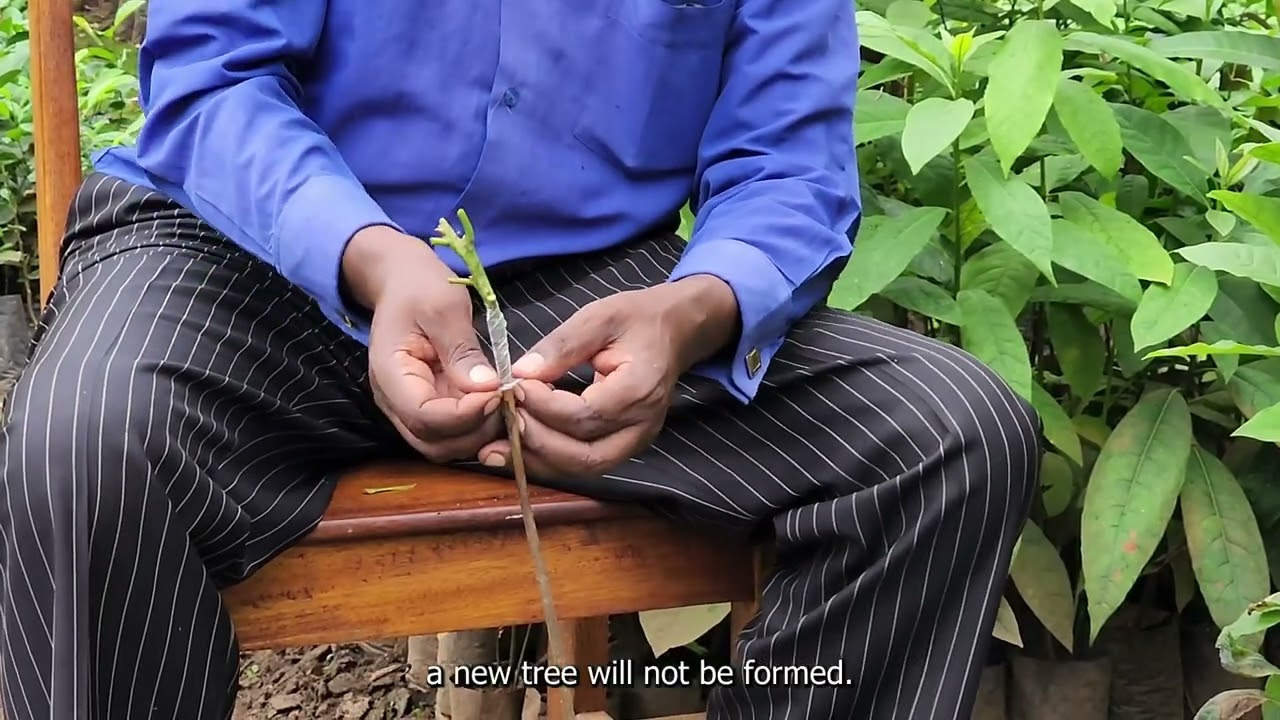 Benefits of Grafting Avocado GiftTrees 🥑