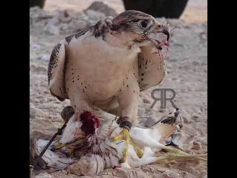 على حد علمي كل درب وله منهاج وياحي درب من على الطيب منهاجه
