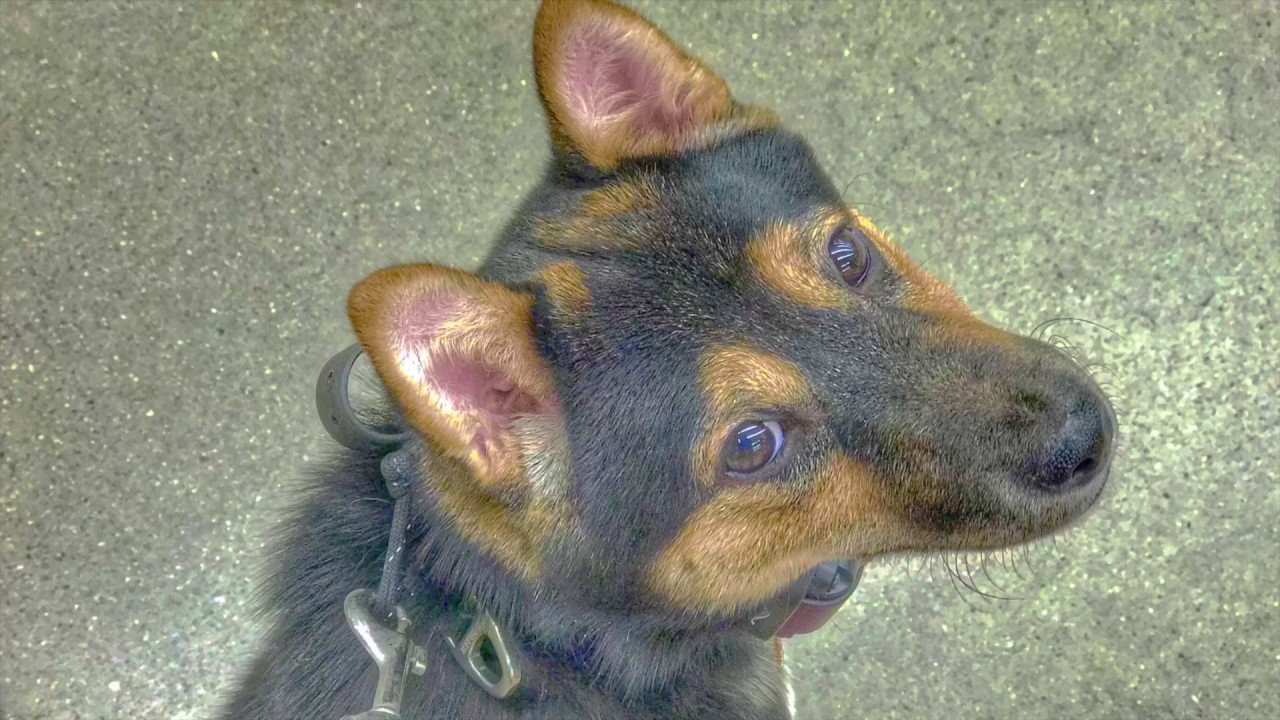 5 Month Old Shiba Inu Kita Shiba Inu Off Leash Shiba Inu Obedience Training