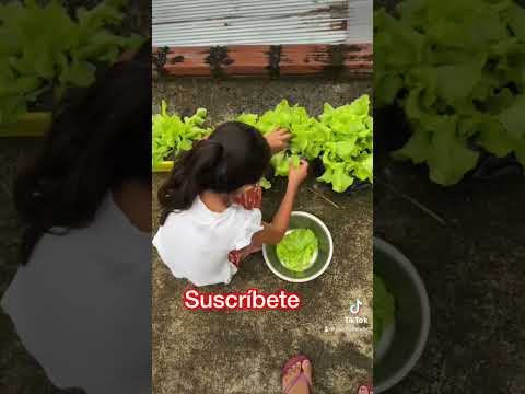 🌱Sembrando lechugas en