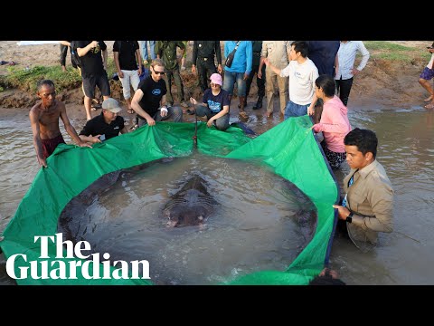 World's largest freshwater fish caught in Cambodia
