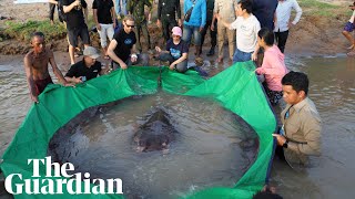 World's largest freshwater fish caught in Cambodia