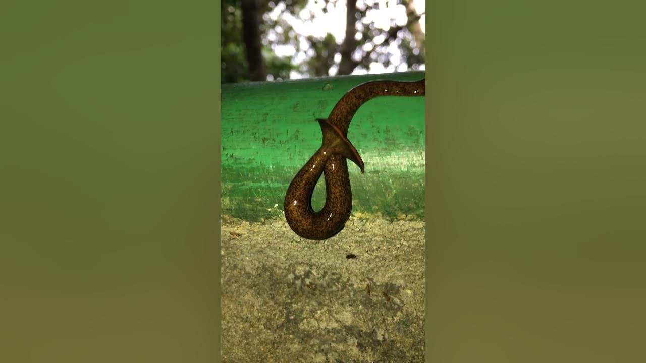 Hammerhead Worm Are hammerhead worms harmful to humans? Bipalium