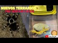 Nuevos TERRARIOS para mis TARÁNTULAS y GECKOS