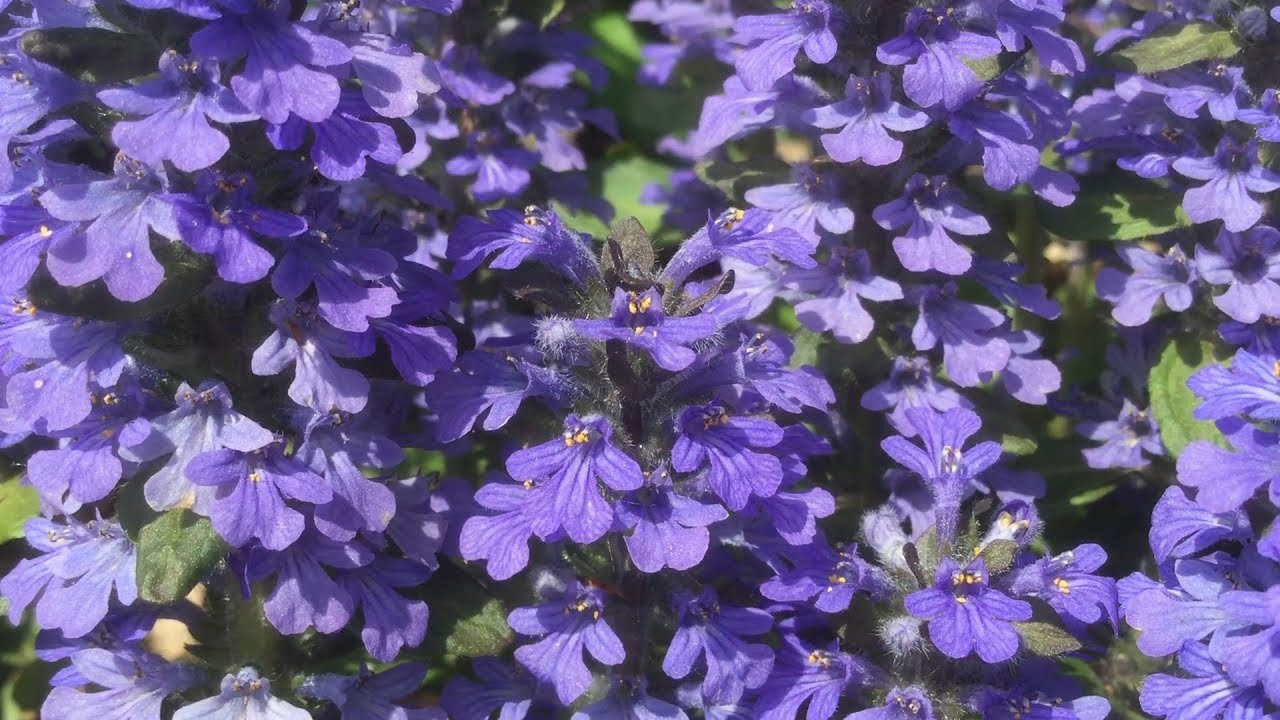 Blue Bugle Flowers 🌸 Quiet Moments YouTube