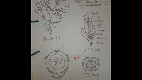 #Botany🌱 #B.Sc 3rd semester Family #Papaveracea,#Scrophulariacea and #Liliacea #Full explanation.👍🙏