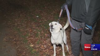 Hartford officials considering ordinance to limit number of pets