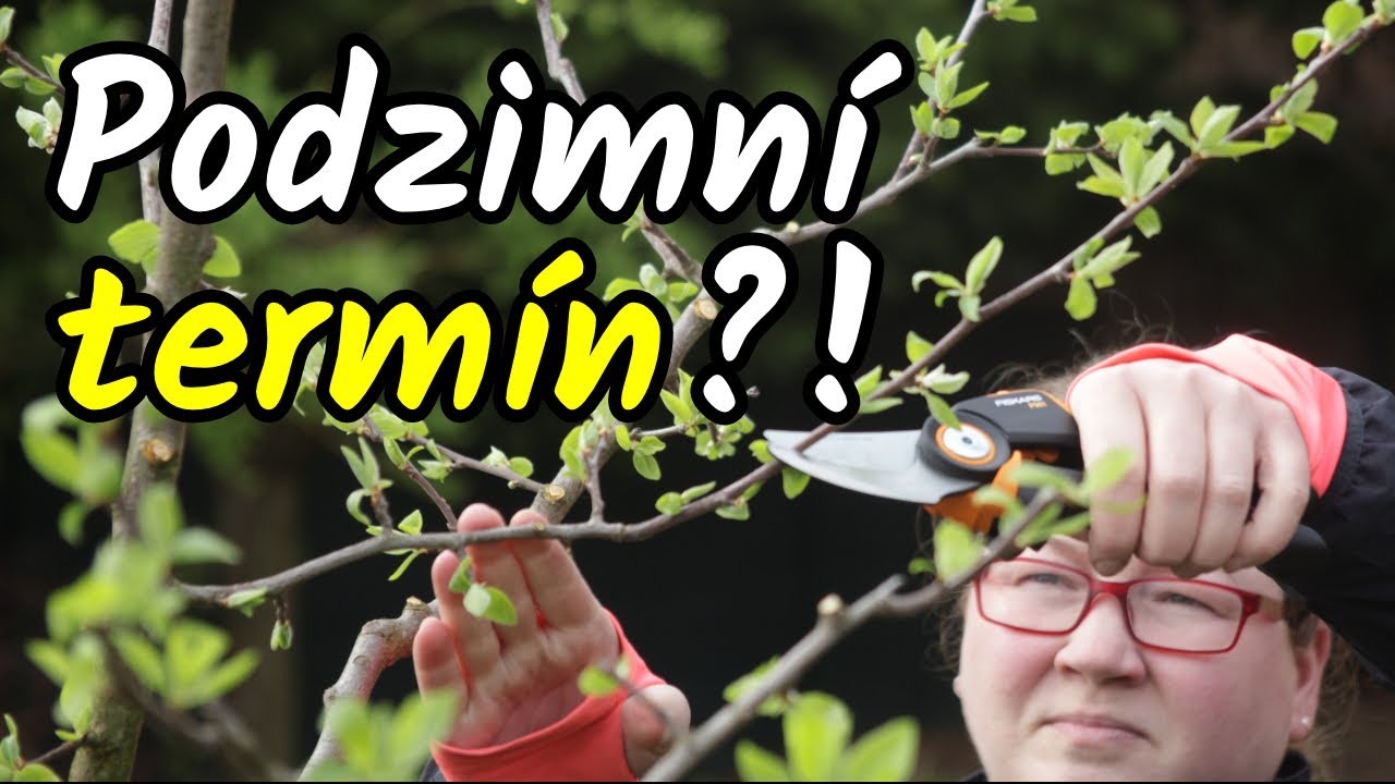 🔔 ŠVESTKA výchovný řez - podzimní termín 🍂 Řez švestek nebo slivoní stáří 2-4 let 🌳 Řez na podzim