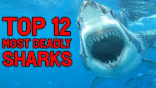 Top 12 Deadliest Sharks!