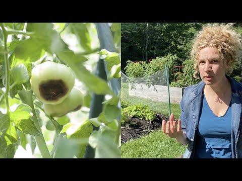 Vidéo: Comment traiter la pourriture apicale des courges