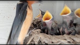 Baby Barn Swallows:  Day 9 - Live Stream